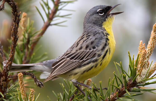 Kirtland's Warbler - American Bird Conservancy